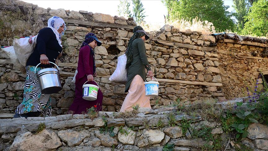 Bitlis'te 'berivanlar' süt sağmak için her gün kilometrelerce yürüyor