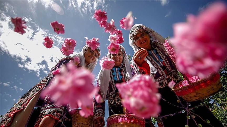 'Gül diyarı'nda bereketli hasat 