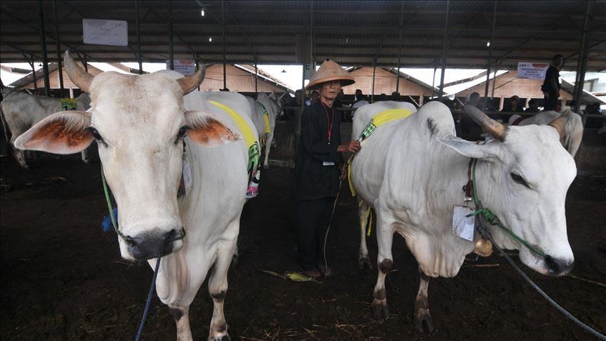 Malaysia susun SOP kurban Iduladha mendatang