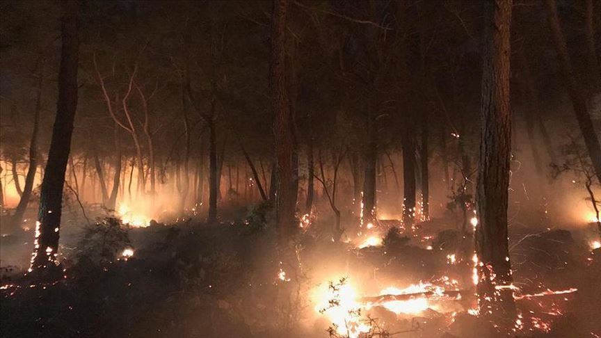آتش سوزی جنگل‌ها در جنوب غربی ایران از کنترل خارج شده است