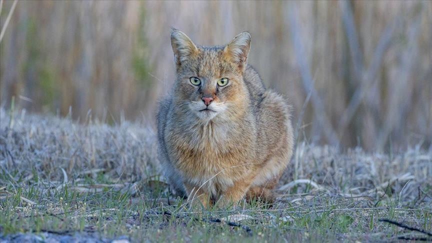 Turkish wildlife expert observes endangered cat