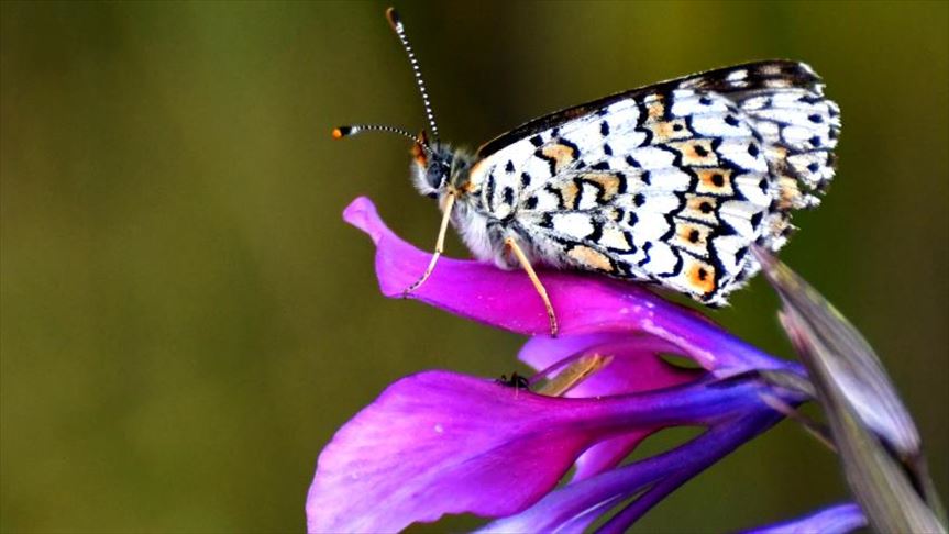 Чудеса природы: колонии бабочек в Сарыкамыше 