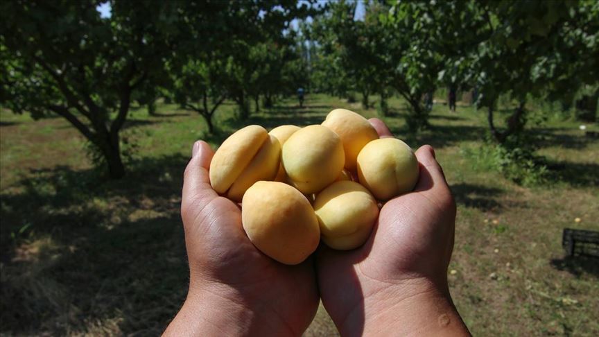 'Doğu'nun tarım başkenti'nde kayısı hasadı başladı