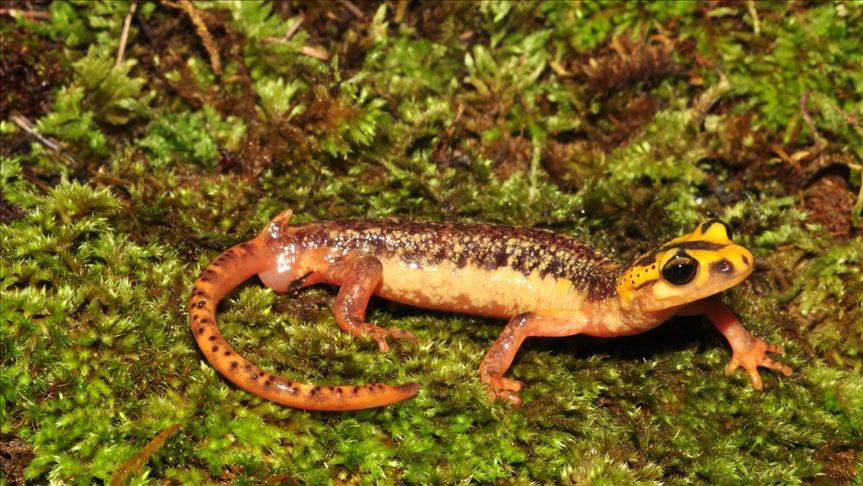 ‘Habitat loss threatens Turkey's unique salamander’