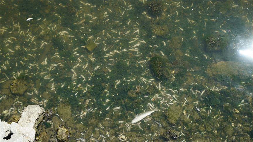 Küçükçekmece Gölü'nde binlerce ölü balık kıyıya vurdu
