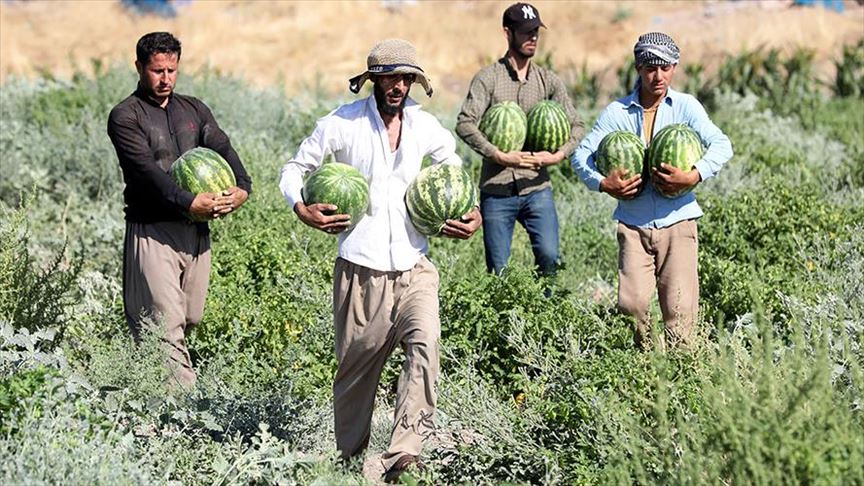 جووتیاران لە فرۆشتنی بەروبوومی شووتیی ناڕازین