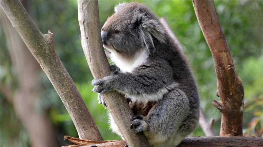 Australija: Koale u New South Walesu bi mogle izumrijeti do 2050.