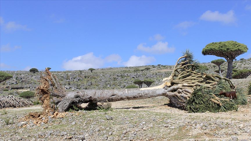 Yemenli Müsteşar Rahbi: Sokotra'daki ender ağaçlar, ayrılıkçı GGK desteğiyle BAE'ye kaçırılıyor