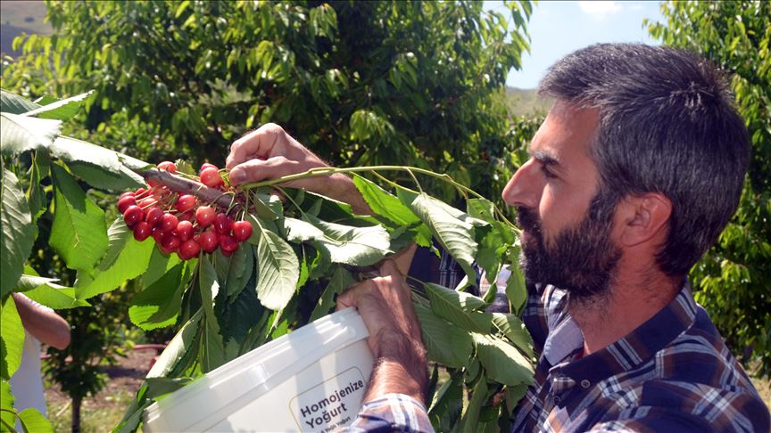 Li Mûşê Salîha Yuvança 72 salî bi piştgiriya dewletê bû hilberînera gêlasan