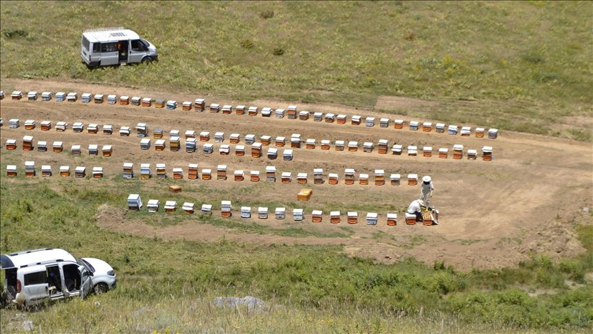Mêşvanê ciwan 2900 mêtro bilindahiyê hingivê organîk derdixe