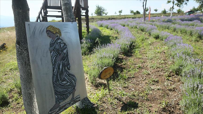 Doğa ile sanat mor tarlada buluştu 