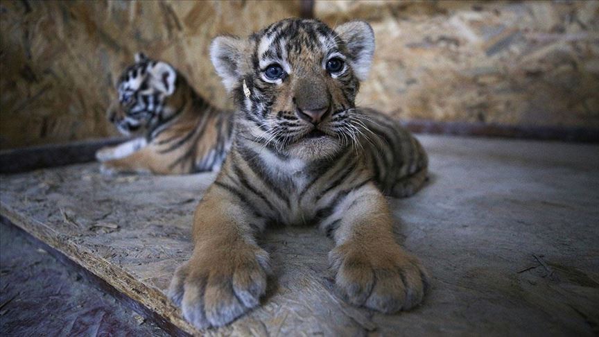 aslan park ailesine iki yavru bengal