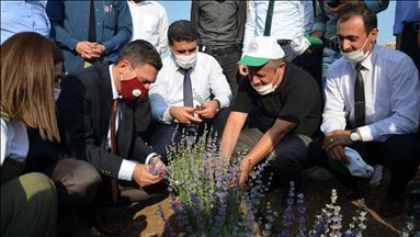 دروێنهی گوڵهخهزێم له باتمان