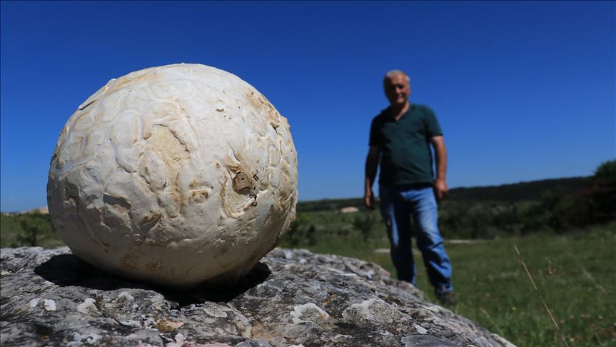 Ngjarje e pazakontë në Turqi: E pandehu për top futbolli, doli kërpudhë 5-kilogramëshe