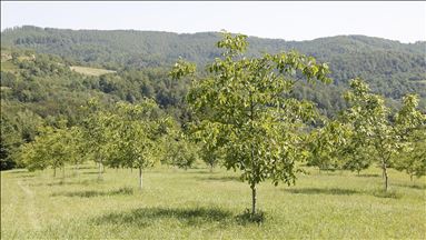 Na plantažama površine preko sedam hektara zasađeni orasi i lješnici različitih sorti