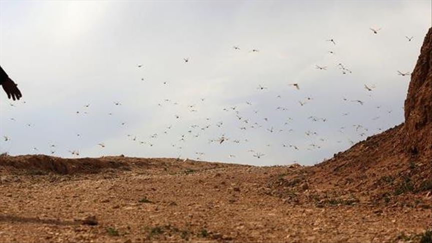 اليمن.. أسراب الجراد تغطي سماء صنعاء