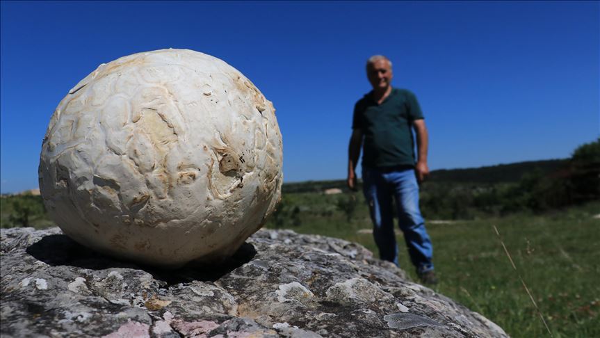 Hongo de cinco kilogramos de peso es hallado en Turquía