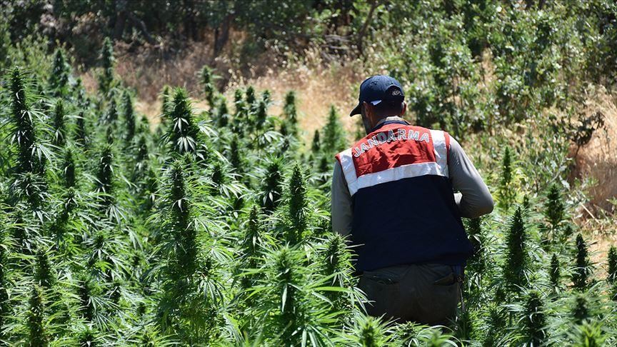 Turkey: More than 2,000 cannabis roots seized