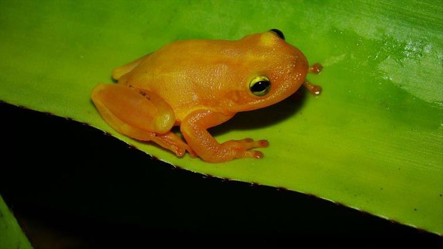 Científicos en Brasil descubren una nueva especie de rana