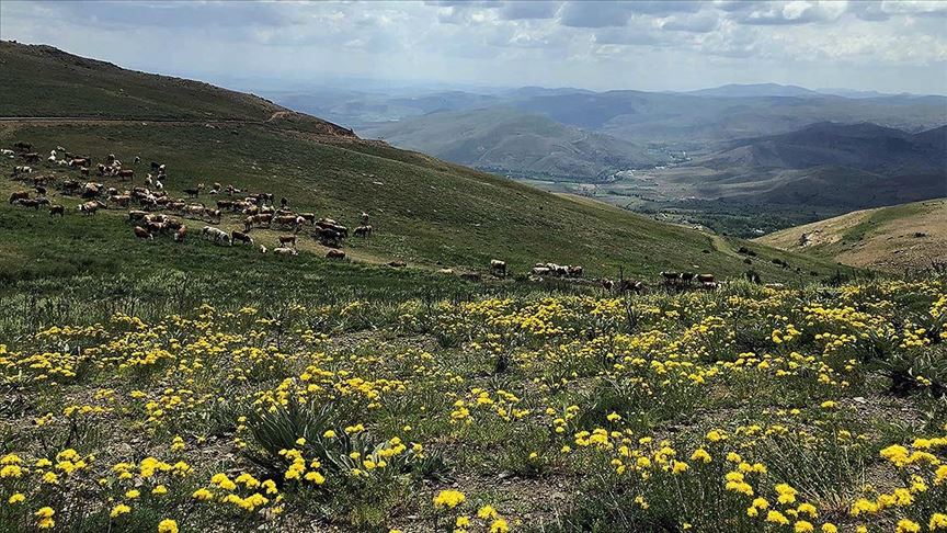 Bayburt Un Yaylalari Dogaseverleri Bekliyor