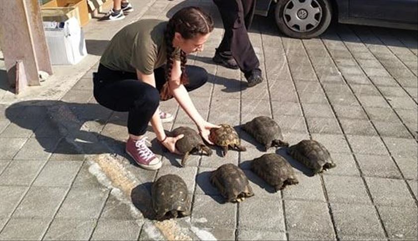 Greece: Hundreds of animals to perish at old airport site