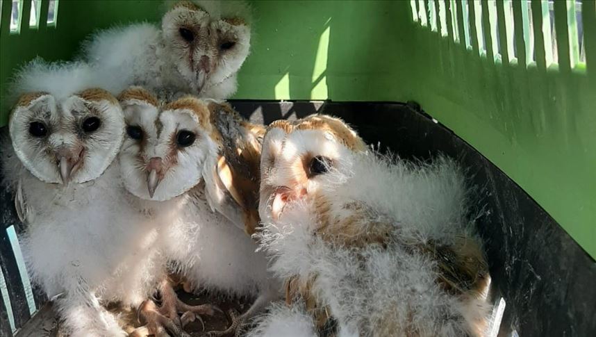 Turquie 4 Bebes Hiboux Retrouves Au Pied D Un Arbre A Hatay Turquie 4 Bebes Hiboux Retrouves Au Pied D Un Arbre A Hatay
