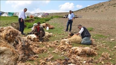 مووش.. له ٢١٧ كوێستان یەک ملیۆن و ٣٨٤ ههزار سهر ئاژهڵ دهلهوهڕێنرێن