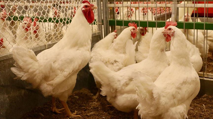 Yerli etlik damızlık tavuk 'Anadolu-T' gelecek yıl sofralarda olacak