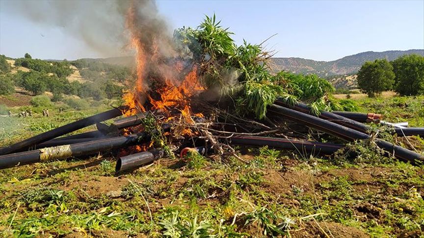 Over 9M cannabis roots seized in southeastern Turkey