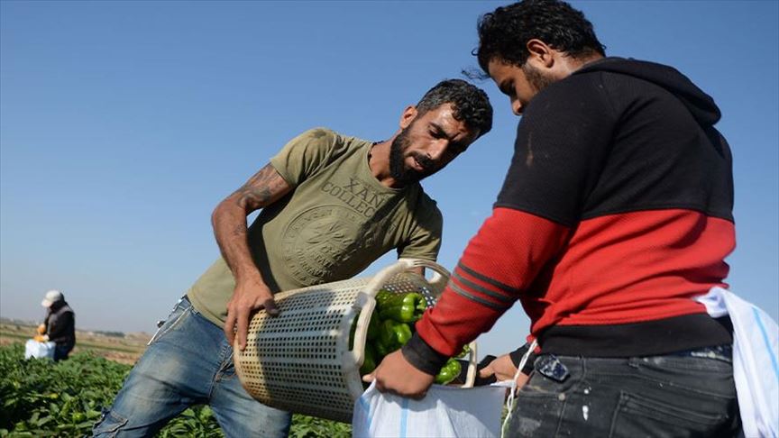 جووتیارانی پارێزگای کلیس دەستیان بە کۆکردنەوەی بەرهەمی بیبەری تون کردووە