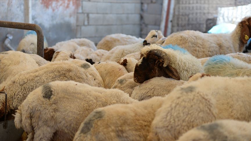 Kurbanlık seçerken hayvanın sağlığına ve koronavirüs tedbirlerine dikkat edilmesi uyarısı 