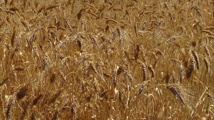 Afyonkarahisarlı çiftçi, adını bilmediği verimi yüksek bir avuç buğdayı Türkiye'ye yaymak istiyor