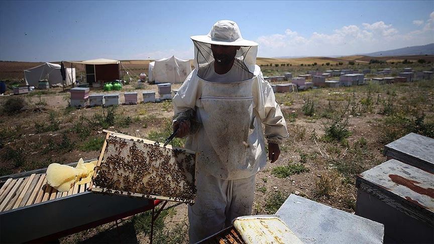 Arıları için evine 860 kilometre uzakta yaşıyor