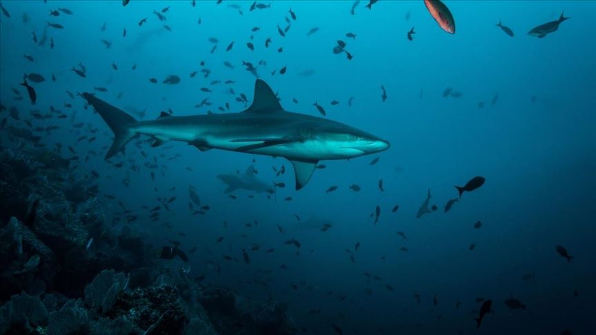 Con cerca de 100 millones de ejemplares cazados al año, el tiburón está en peligro de extinción