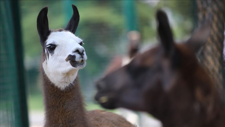 Estudio determina que dos anticuerpos de las llamas podrían neutralizar la COVID-19