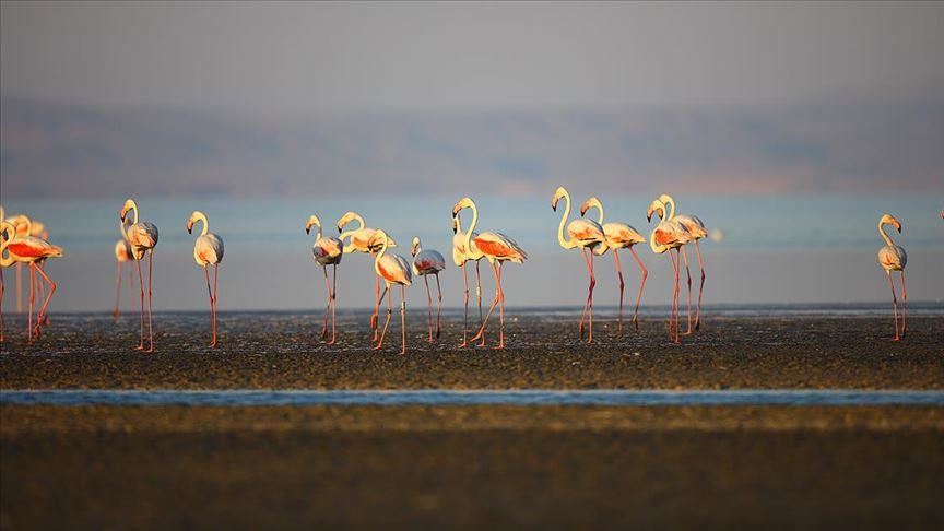 Branded flamingo from France journeys to Turkey
