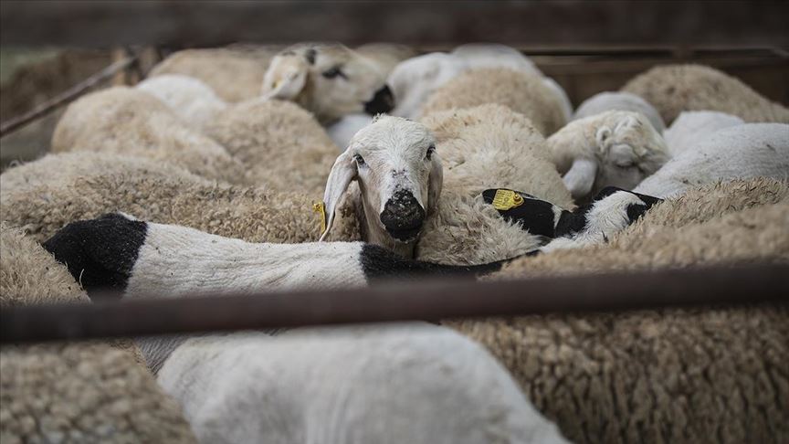 Istanbul Veteriner Hekimler Odasi Ivho Yonetim Kurulu Baskani Prof Dr Murat Arslan Haberleri Haber Ofisi