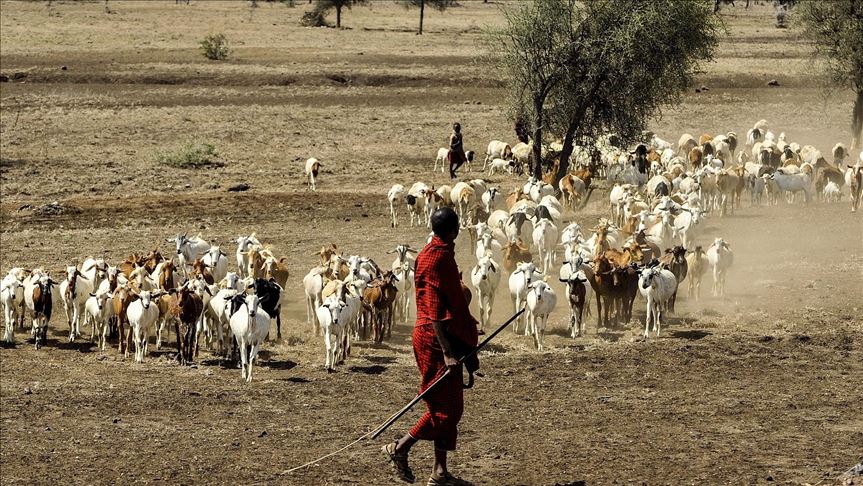 Hajj cancelation due to COVID-19 hurting Somali farmers