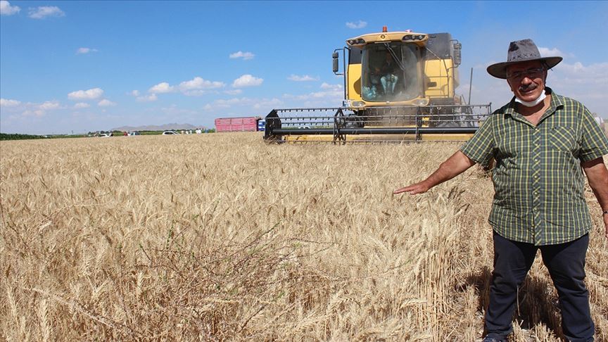 Yerli buğday 'Halis' tarım sektörüne tanıtıldı
