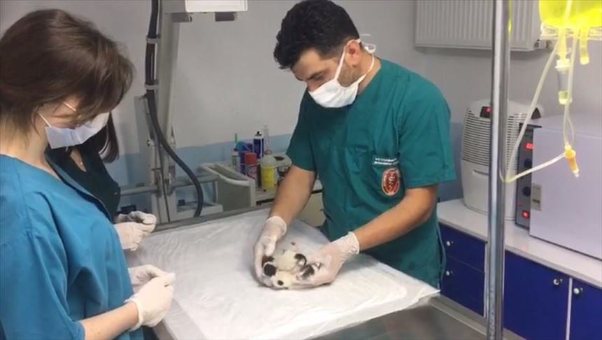دامپزشکان ترک بچه گربه‌های بهم چسبیده را جدا کردند  