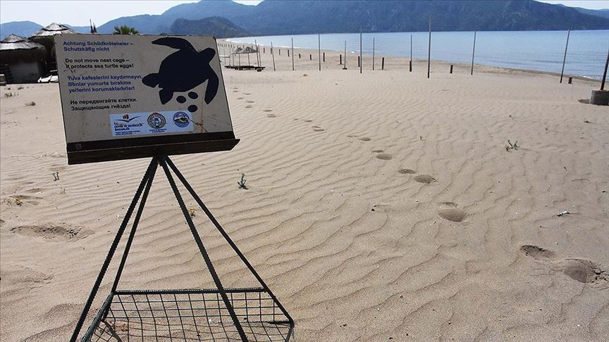 Tortuga caretta caretta dejó sus huevos en la misma playa de Turquía después de 21 años