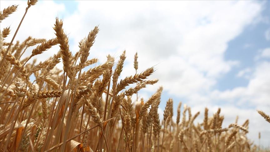 Milli tohum 'Hüseyinbey' ile buğday verim rekoru kırıldı