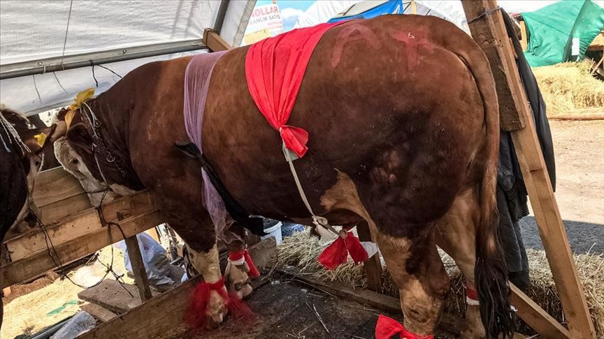 تركيا اليوم "إمبراطور".. ثور يثير فضول رواد الأضاحي بإسطنبول "إمبراطور".. ثور يثير فضول رواد الأضاحي بإسطنبول