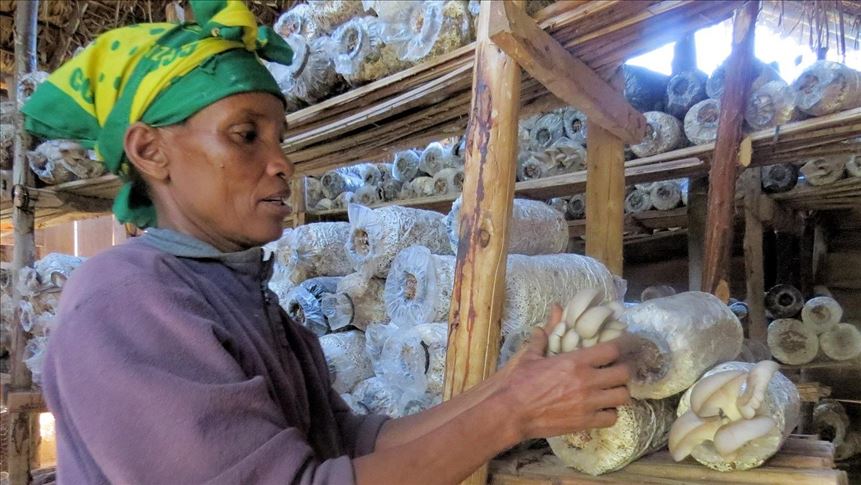 Mushroom helps Tanzania farmers fight climate change