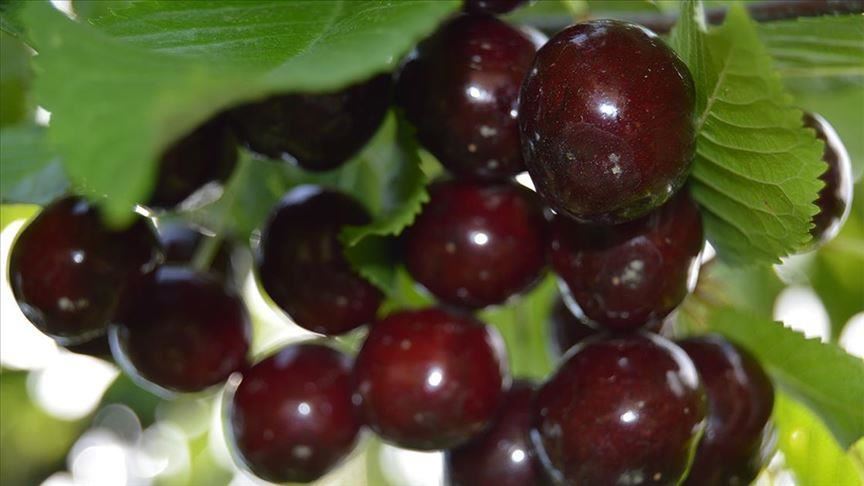 Турецкая черешня украшает столы в 60 странах мира