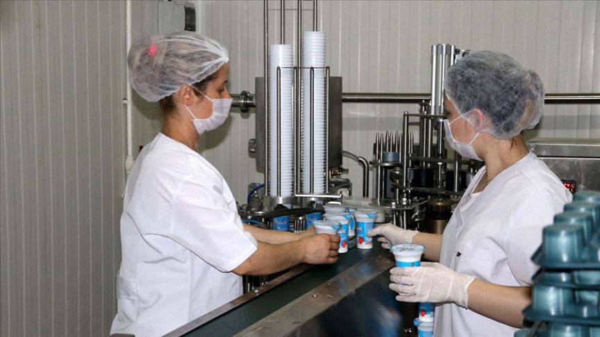 Tonlarca süt kadın eliyle ekonomiye kazandırılıyor