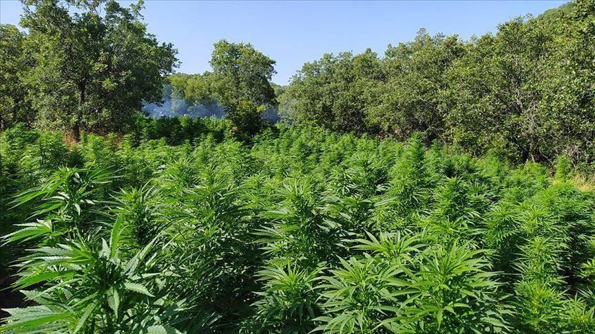 Turkey: More than 800,000 cannabis roots seized