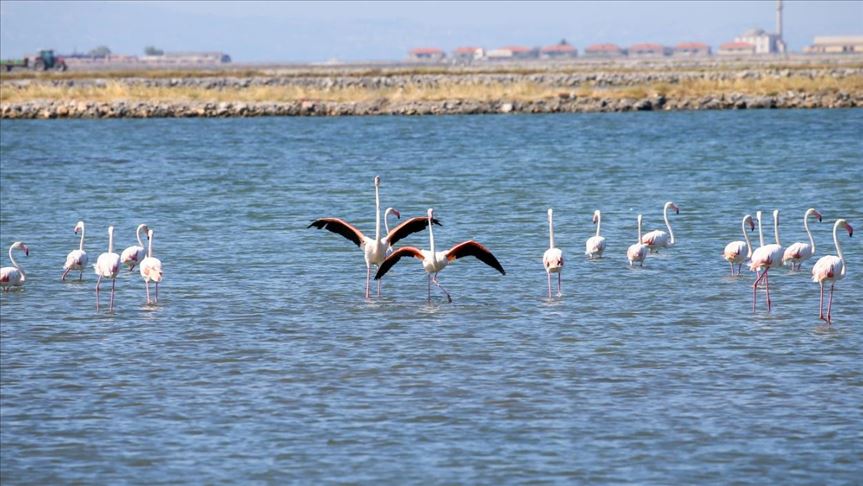 Crías de flamenco nacidas en Turquía se preparan para volar por primer vez 