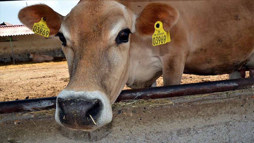 amasya daki gokhoyuk tarim isletmesinden jersey irki sigir atagi
