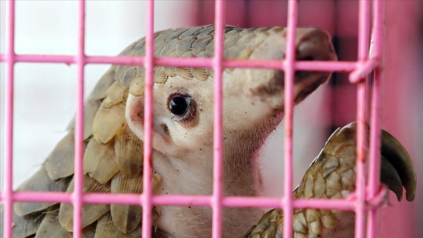 Wildlife important for zoonotic diseases, experts say